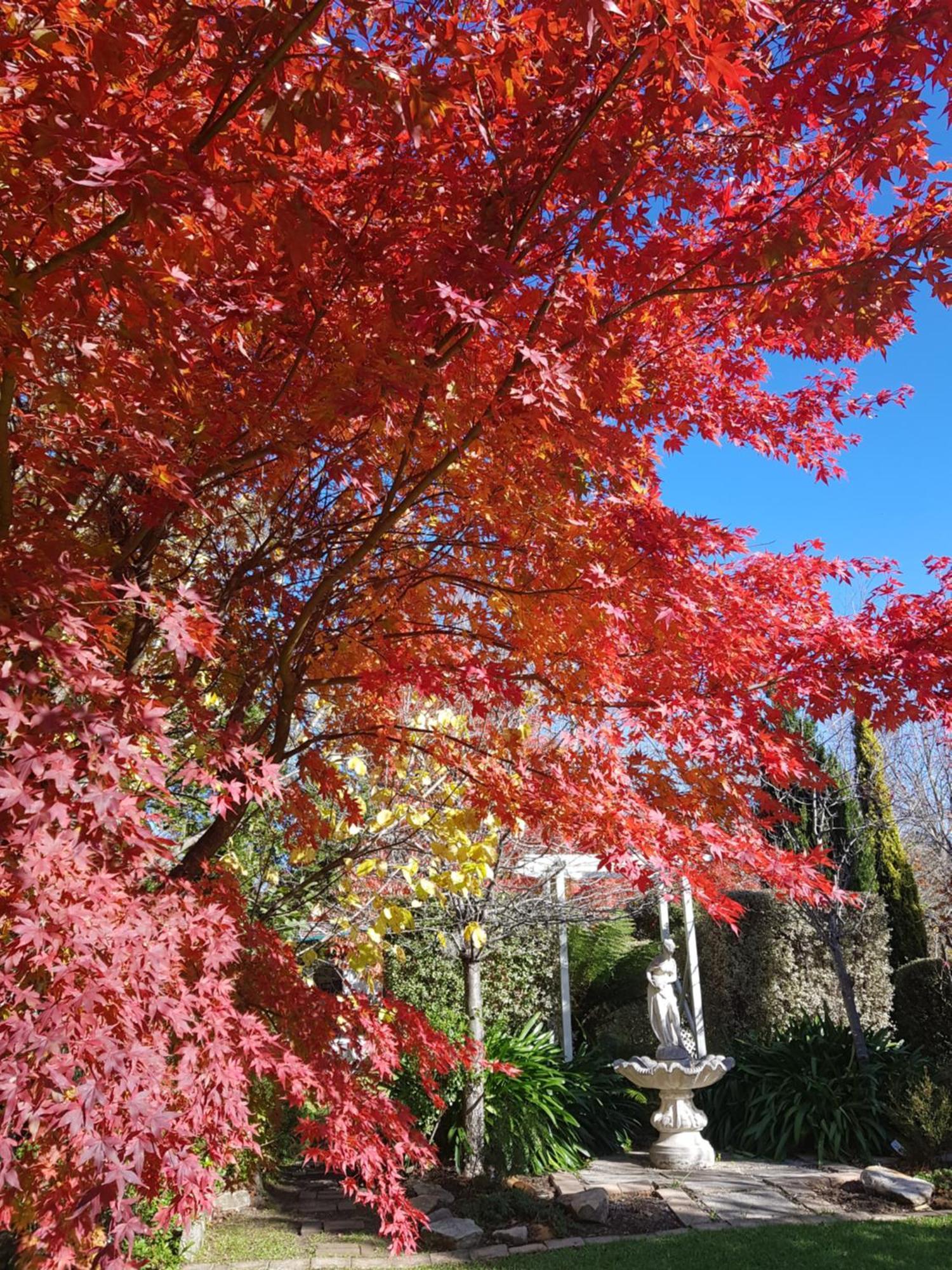 Winston Cottage At Three Sisters Katoomba Esterno foto